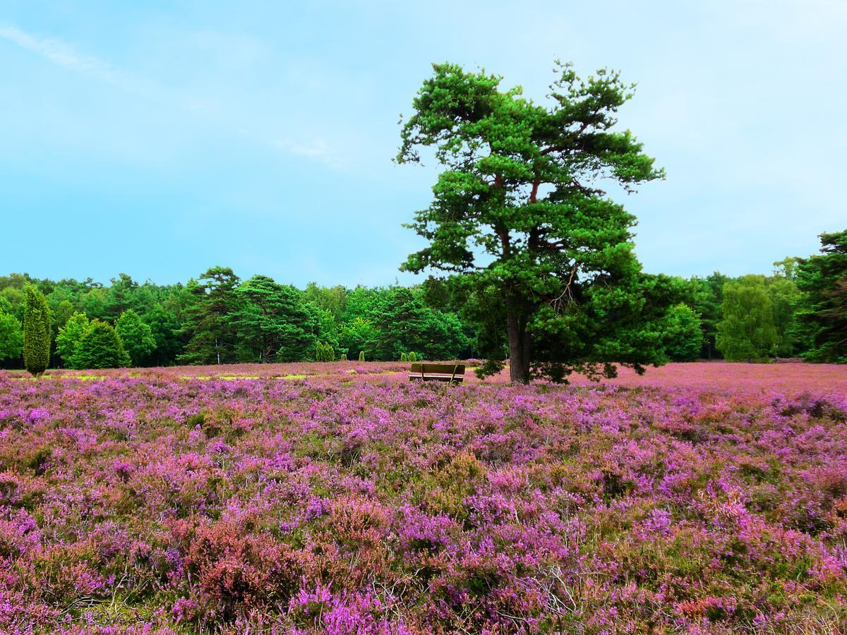 Landgasthaus Zum Naturschutzpark Bispingen Luaran gambar